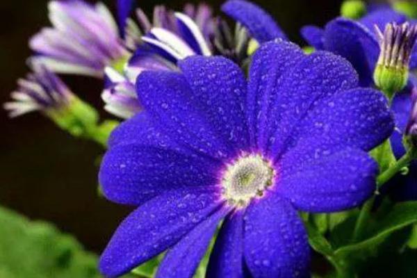 瓜叶菊开完花后怎么处理，需及时修剪残花