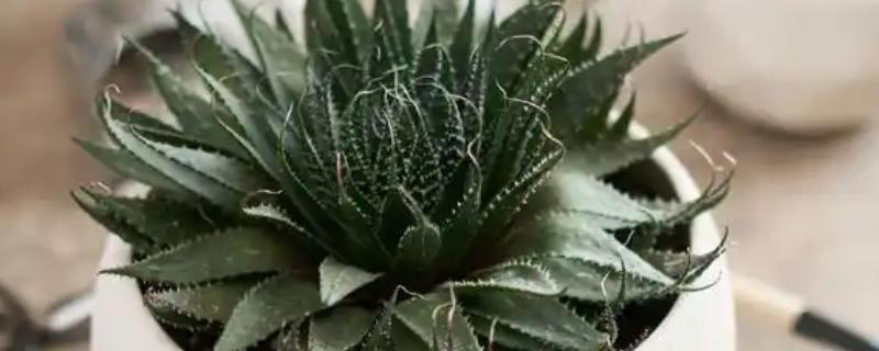 芦荟发黄变软怎么处理，需防止暴晒并适当浇水