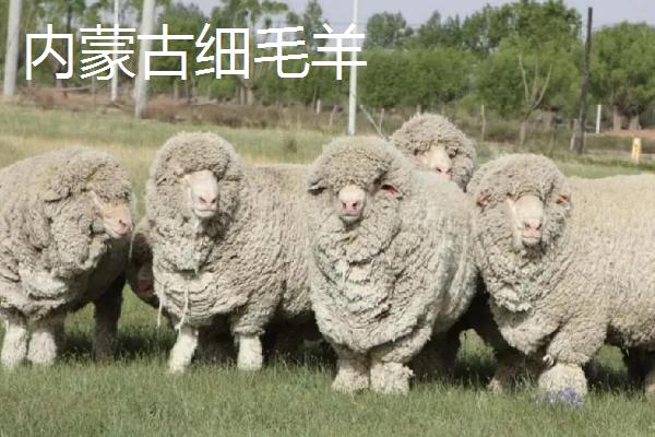斩草除根是指哪种动物，草字去掉头尾是指日、日指阳谐音羊