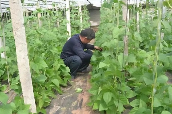 豆角长多高要掐尖打顶，70cm高时进行首次掐尖打顶