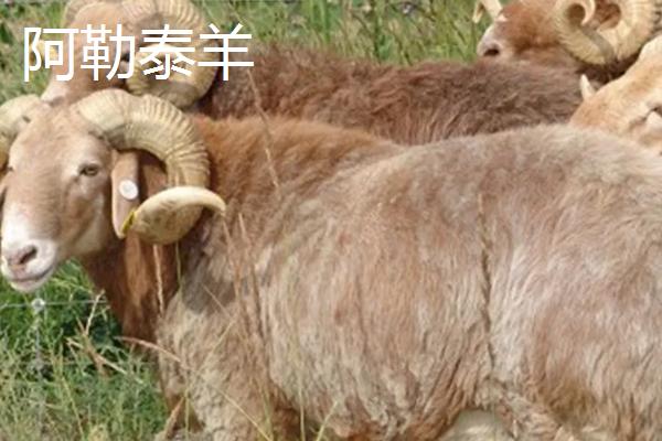 斩草除根是指哪种动物，草字去掉头尾是指日、日指阳谐音羊