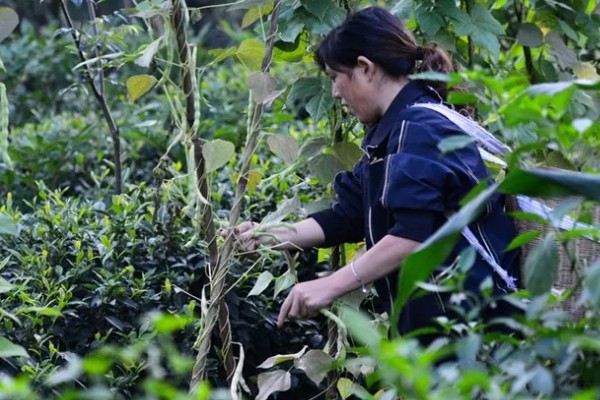 豆角长多高要掐尖打顶，70cm高时进行首次掐尖打顶