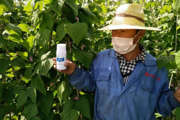 豆角长多高要掐尖打顶，70cm高时进行首次掐尖打顶