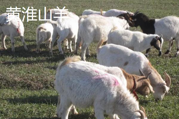 斩草除根是指哪种动物，草字去掉头尾是指日、日指阳谐音羊