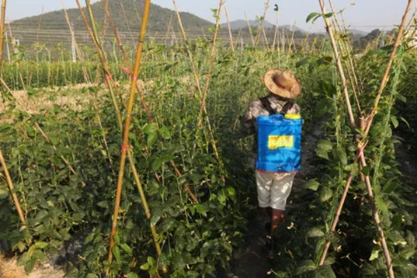 豆角长多高要掐尖打顶，70cm高时进行首次掐尖打顶