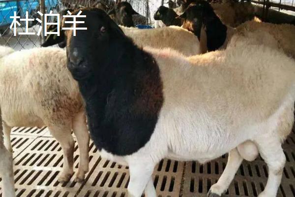 斩草除根是指哪种动物，草字去掉头尾是指日、日指阳谐音羊