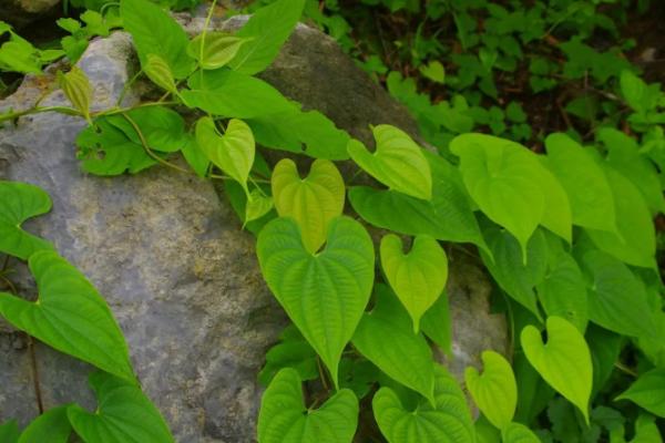 野山药的外观，根茎外皮呈黄褐色