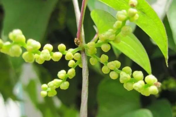野山药的外观，根茎外皮呈黄褐色