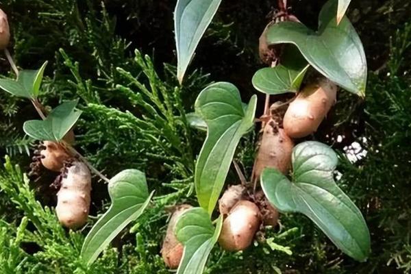野山药的外观，根茎外皮呈黄褐色