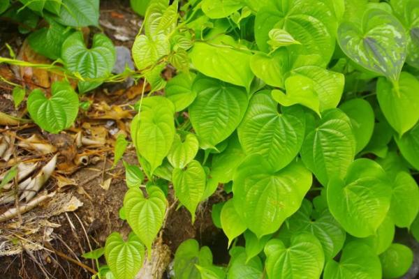 野山药的外观，根茎外皮呈黄褐色