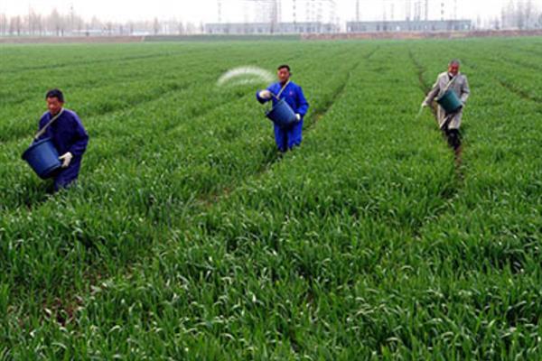 小麦的底肥如何施，常用的肥料有尿素、磷酸二铵等