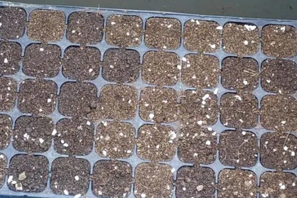 白晶菊的种植方法，出苗后放在温暖向阳处养殖