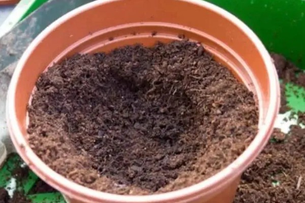 白晶菊的种植方法，出苗后放在温暖向阳处养殖