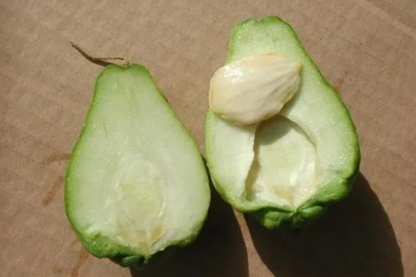 佛手瓜的种植方法，生长期间需要浇透水
