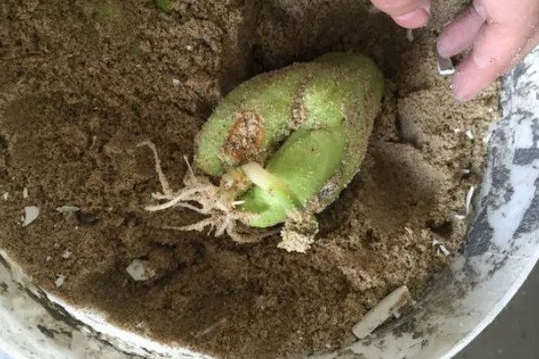 佛手瓜的种植方法，生长期间需要浇透水