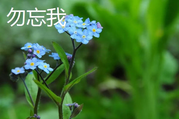哪些花卉象征友谊，常见勿忘我、百日菊等品种