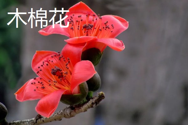 哪些花卉象征友谊，常见勿忘我、百日菊等品种