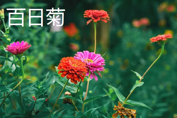 哪些花卉象征友谊，常见勿忘我、百日菊等品种