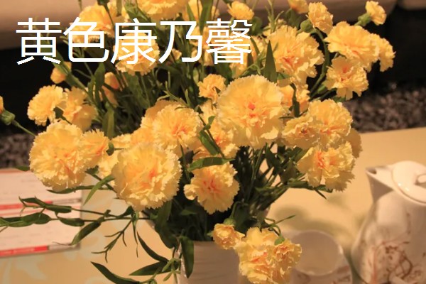 哪些花卉象征友谊，常见勿忘我、百日菊等品种