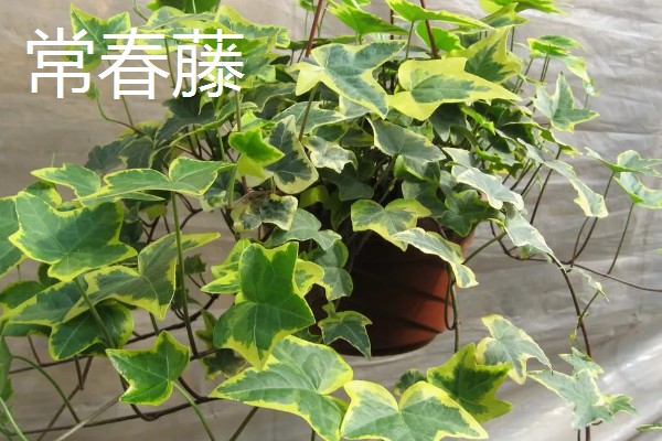 哪些花卉象征友谊，常见勿忘我、百日菊等品种