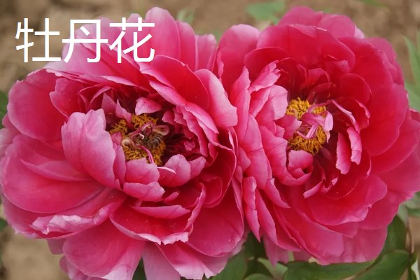 哪些花卉象征友谊，常见勿忘我、百日菊等品种