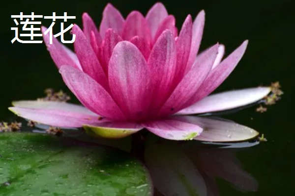 哪些花卉象征友谊，常见勿忘我、百日菊等品种