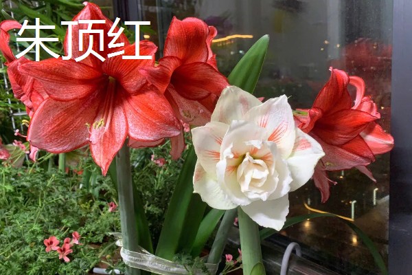 哪些花卉象征友谊，常见勿忘我、百日菊等品种