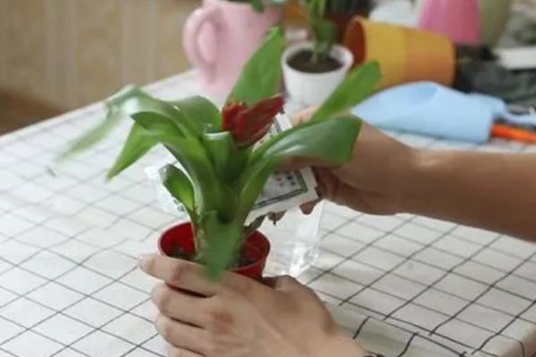 怎么管理水塔花，平时让土壤保持湿润