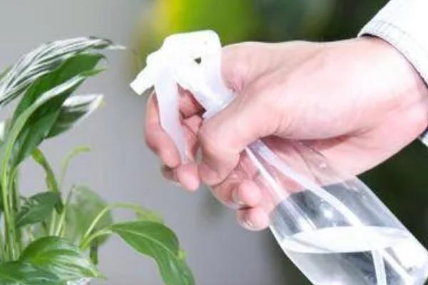 怎么管理水塔花，平时让土壤保持湿润