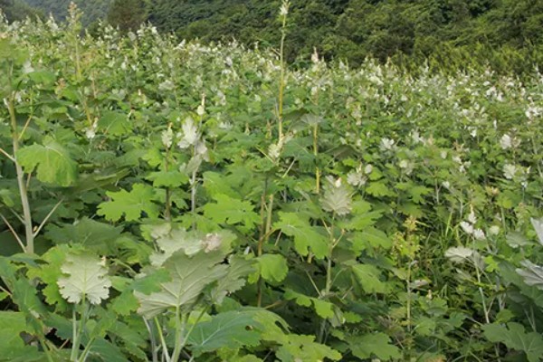 种植一亩博落回的效益，大约为1700元左右