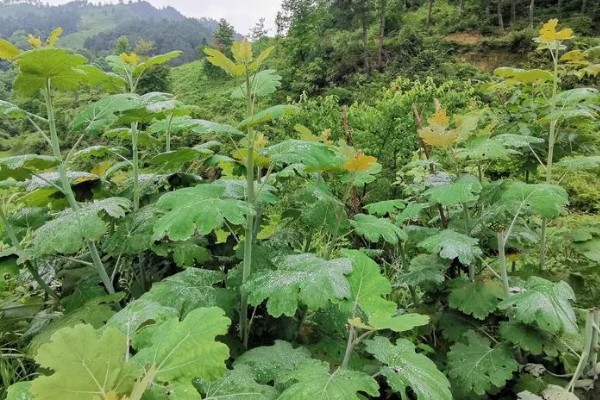 种植一亩博落回的效益，大约为1700元左右
