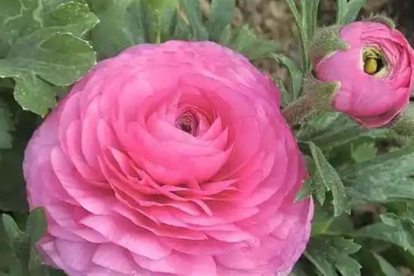 怎么保存花毛茛种球，可原土保存也可取出保存