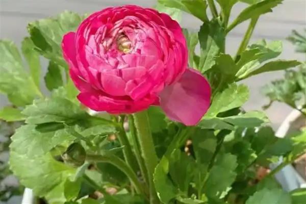 怎么保存花毛茛种球，可原土保存也可取出保存