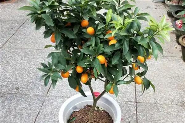 金桔不结果怎么处理，在花期适控制浇水量