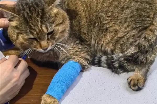 猫咪容易发生哪些骨折，包括创伤性和病理性骨折