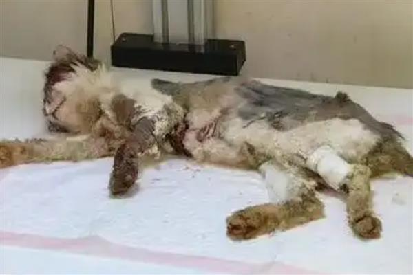 猫咪容易发生哪些骨折，包括创伤性和病理性骨折