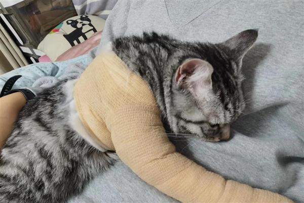 猫咪容易发生哪些骨折，包括创伤性和病理性骨折