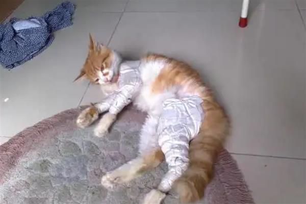 猫咪容易发生哪些骨折，包括创伤性和病理性骨折