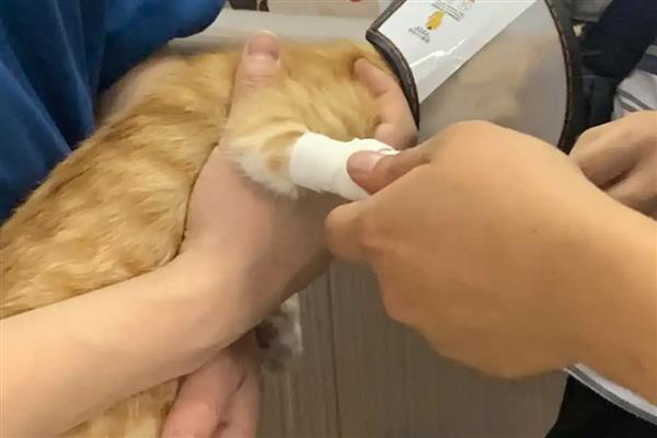 猫咪容易发生哪些骨折，包括创伤性和病理性骨折