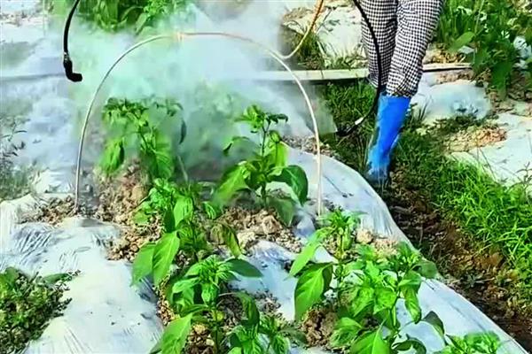 辣椒苗两棵栽一起的原因，可以防倒伏且提高存活率