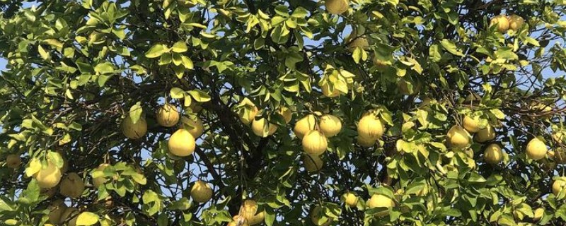 柚子树怎么种植,对幼树主施氮肥