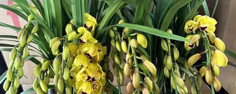 花卉的品种有哪些,一年生花卉常见凤仙花、万寿菊等品种
