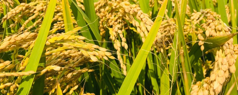 稻谷是大米吗,稻谷去皮以后才是大米