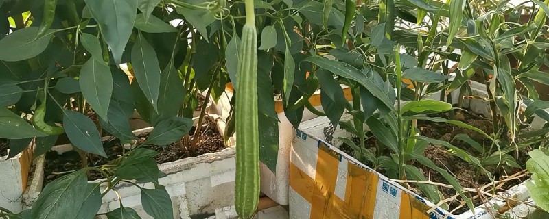 盆栽丝瓜的种植方法，播种前需浸种