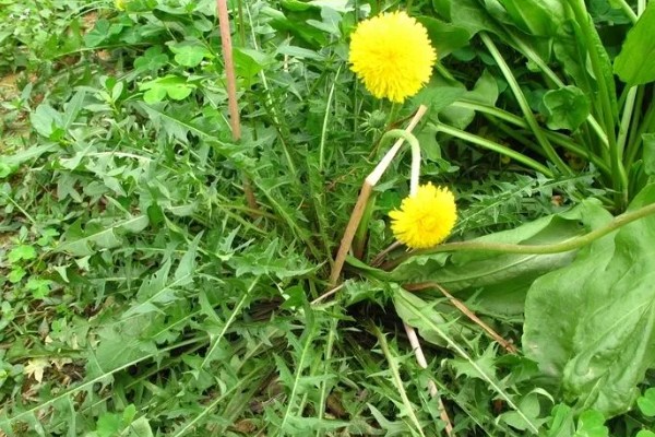 食用蒲公英的外形特点,叶子长度可达20厘米