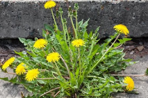 食用蒲公英的外形特点,叶子长度可达20厘米