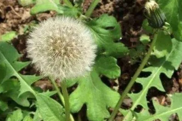 食用蒲公英的外形特点,叶子长度可达20厘米