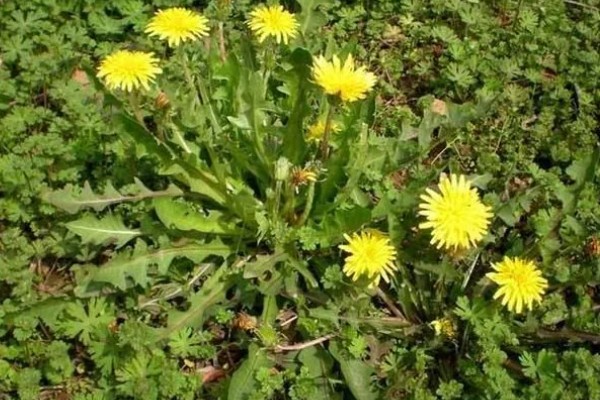 食用蒲公英的外形特点,叶子长度可达20厘米