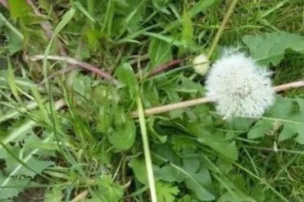 食用蒲公英的外形特点,叶子长度可达20厘米