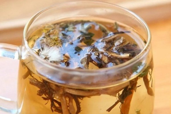 食用蒲公英的外形特点,叶子长度可达20厘米